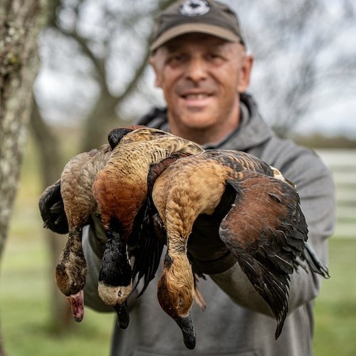 South American whistling ducks