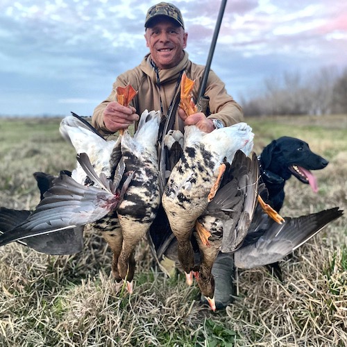 white fronted goose