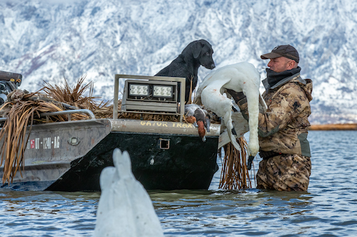 Tundra Swan