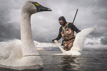 tundra swan