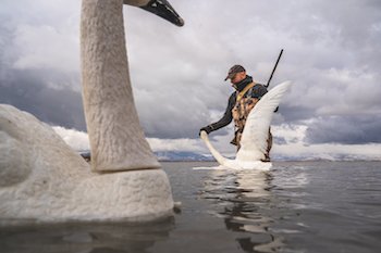 swan hunting