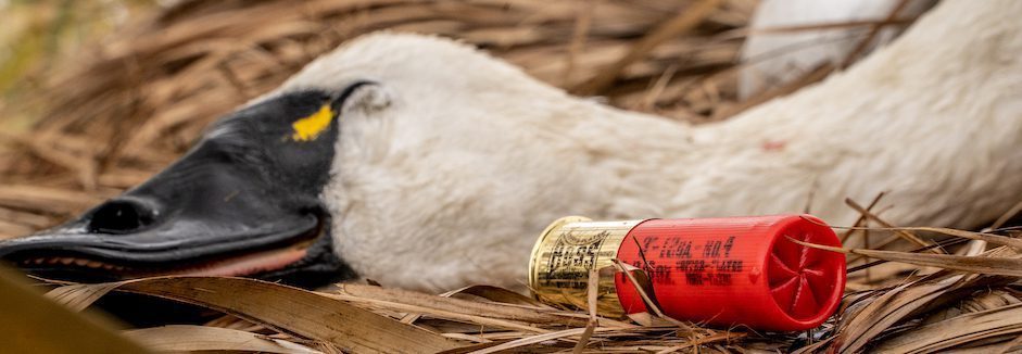 Tundra Swan