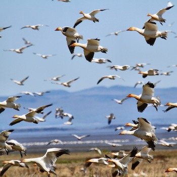 greater snow geese