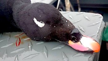 white winged scoter