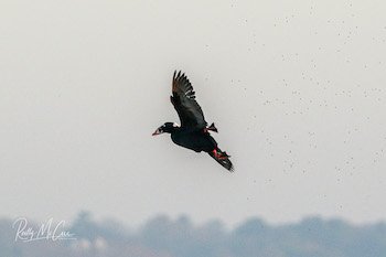 surf scoter