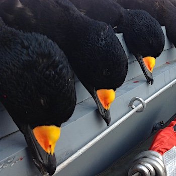 black scoter