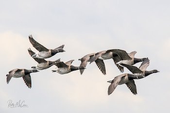 Atlantic Brant