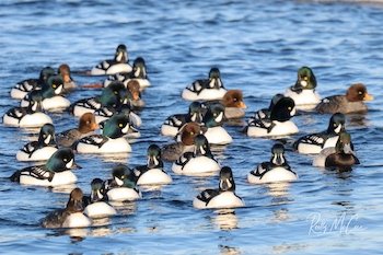 Barrow's goldeneye  Washington Department of Fish & Wildlife