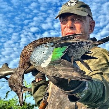 blue-winged teal