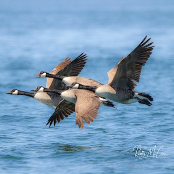 Canada goose