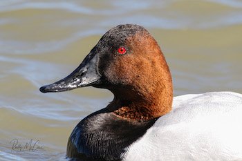 canvasback