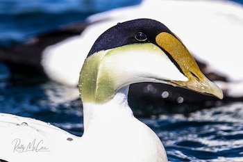 common eider