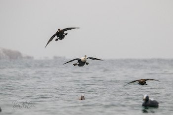 common eider