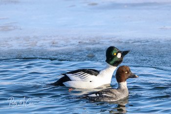 common eider