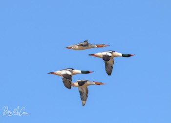 common merganser