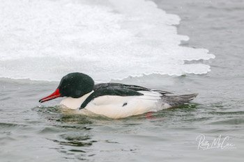 common merganser