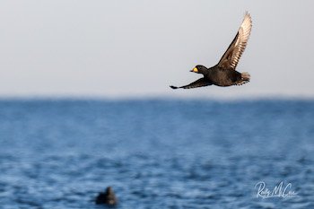 common scoter