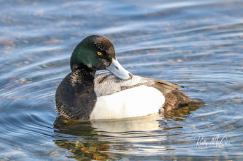 bluebills scaup