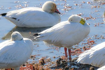 greater snow goose