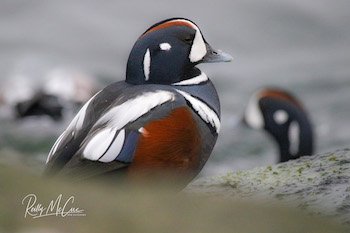 harlequin duck