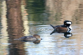 hooded mergansers