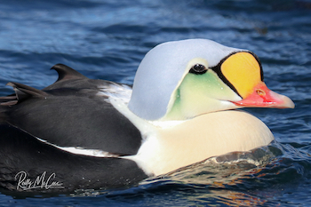 king eider