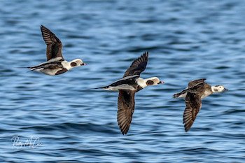 long-tailed duck