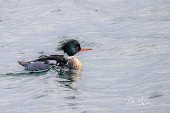 red-breasted merganser