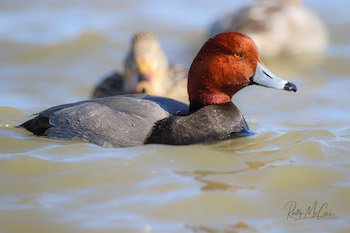 redhead duck