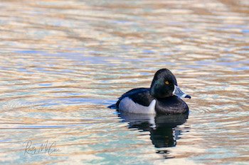 ring-necked duck