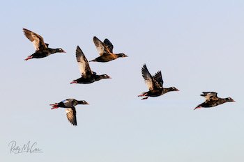 white-winged scoter