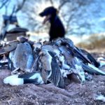 Mexico Duck Hunt white winged dove combo