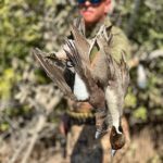 Mexico duck hunt sprigs