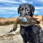 Mexico Duck Hunt Blue Winged Teal