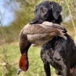 Mexico Redhead Duck Hunt