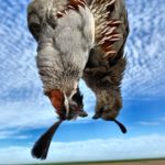 Mexico Gambel's Quail Hunt