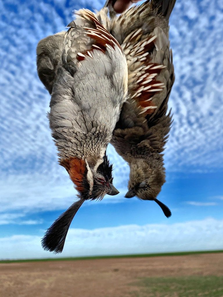 Mexico Gambel's Quail Hunt