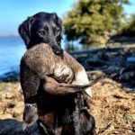 Pacific Black Brant With Char