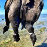 Pacific Brant Hunting