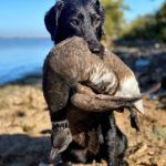 Char with Black Brant