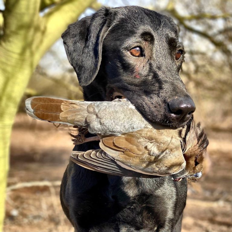 Obregon Mexico Duck Hunting Photos - Ramsey Russell's GetDucks.com