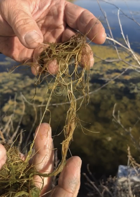 sago pondweed waterfowl food source