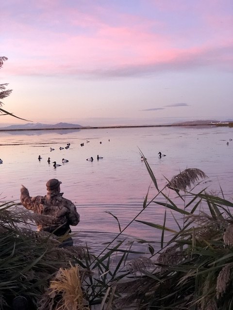 canvasback hunting Utah