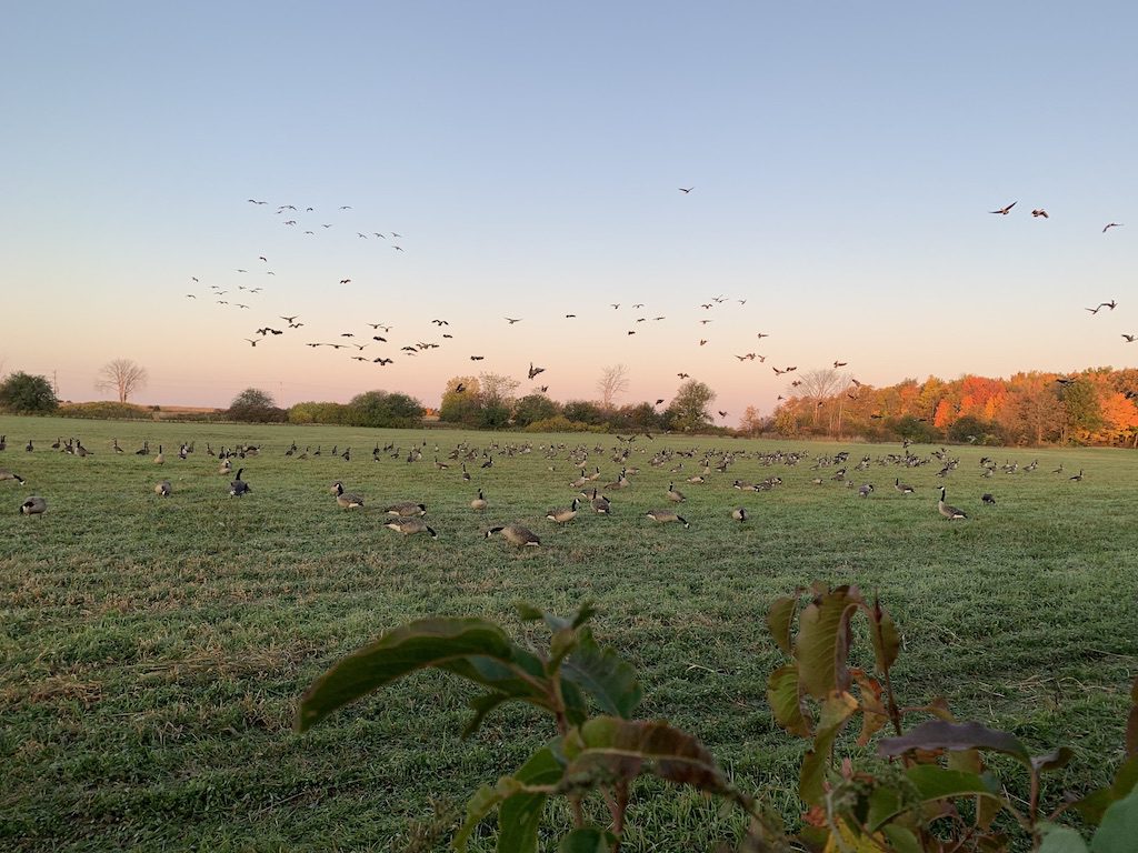 canada goose hunt ontario