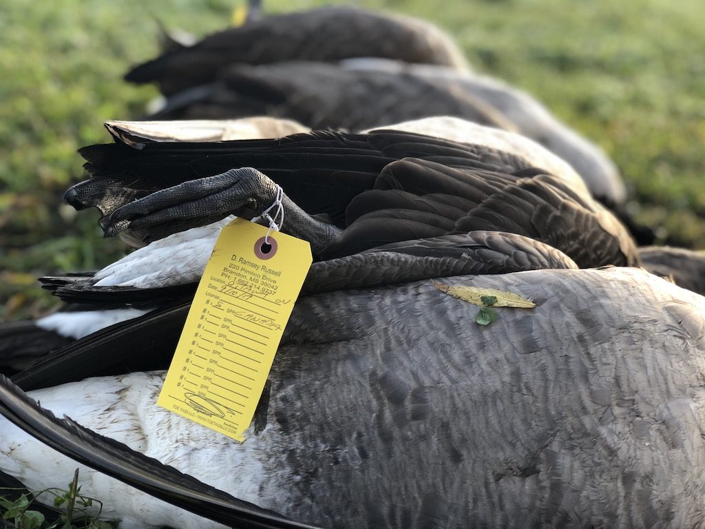 canada goose hunt ontario