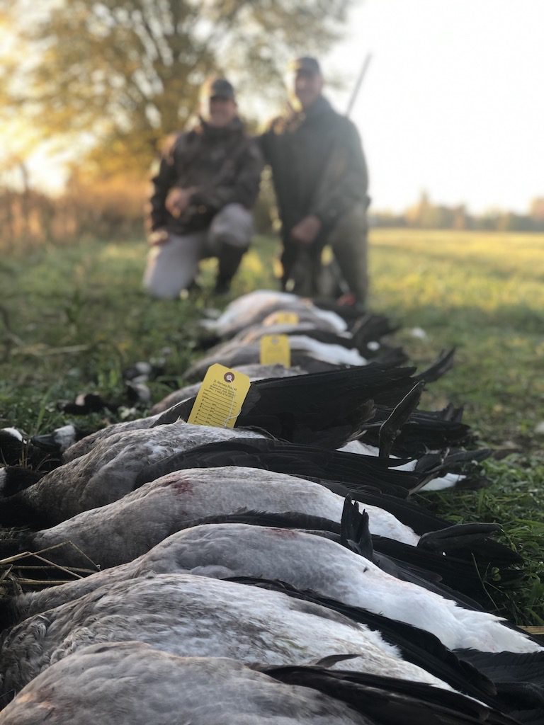 canada goose hunt ontario
