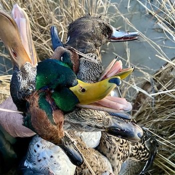 mixed bag missouri duck limit