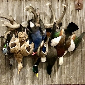 ira mccauley duck camp taxidermy