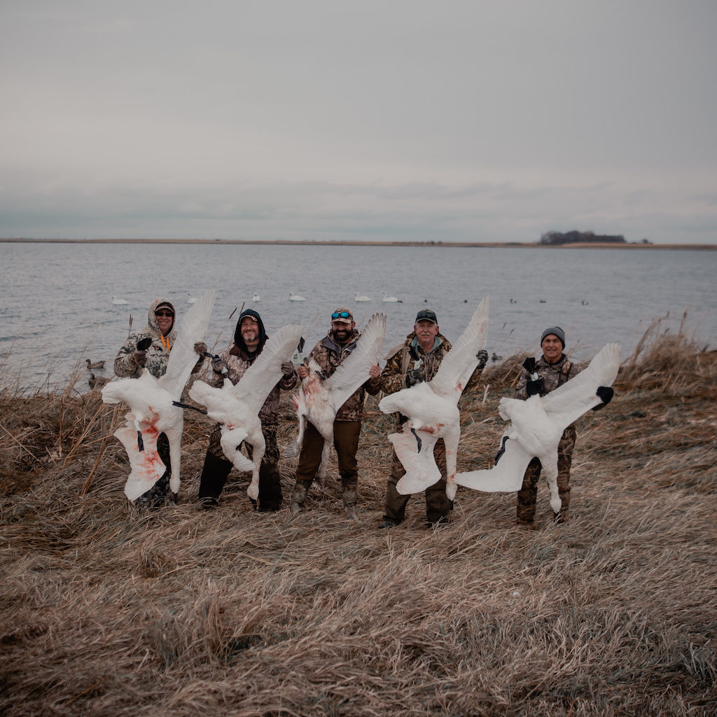 north dakota swan hunt