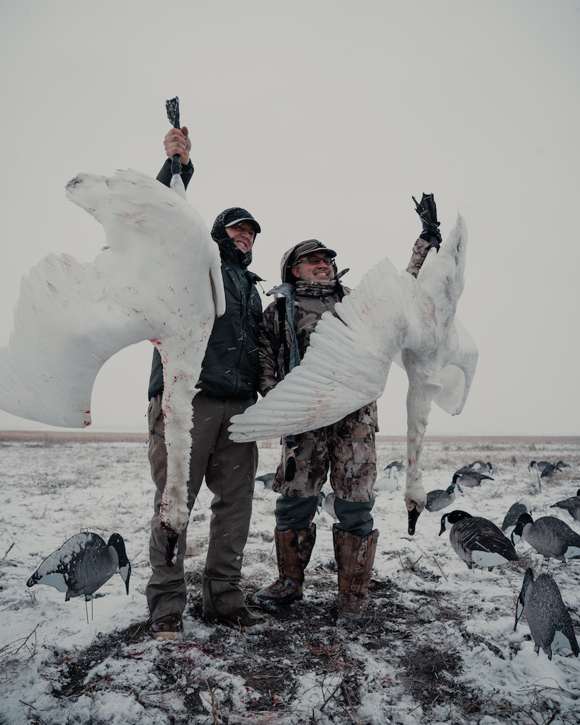north dakota swan hunt